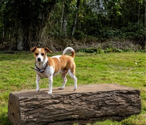 NAT7103-Dog Leg Walk