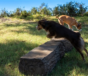 NAT7103-Dog Leg Walk