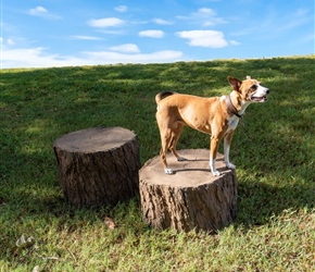 NAT7110 & NAT7111-Stump Jumps