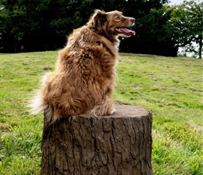NAT7111-Large Stump with Dog