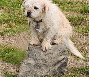 NAT7123-Small Stepping Stone