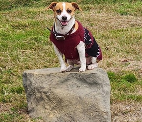 NAT7124-Medium Stepping Stone