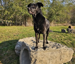 NAT7125-Boulder Run Jasper