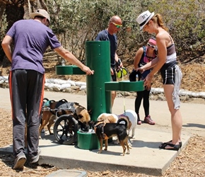7219-Bottle filler with Pet Bowl Runyon Canyon