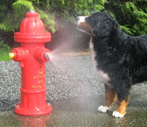 7270-Spray Hydrant