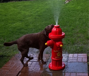 7270-Spray Hydrant