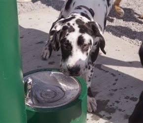 Fountain and Pup