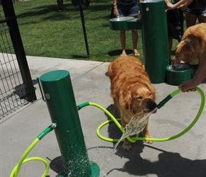 PW7220-Dual Dog Wash Station